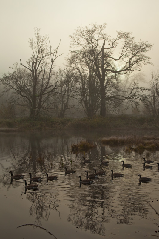 Canadian Geese